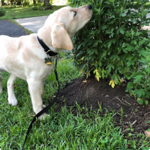 yellow lab puppy sniffing flowers