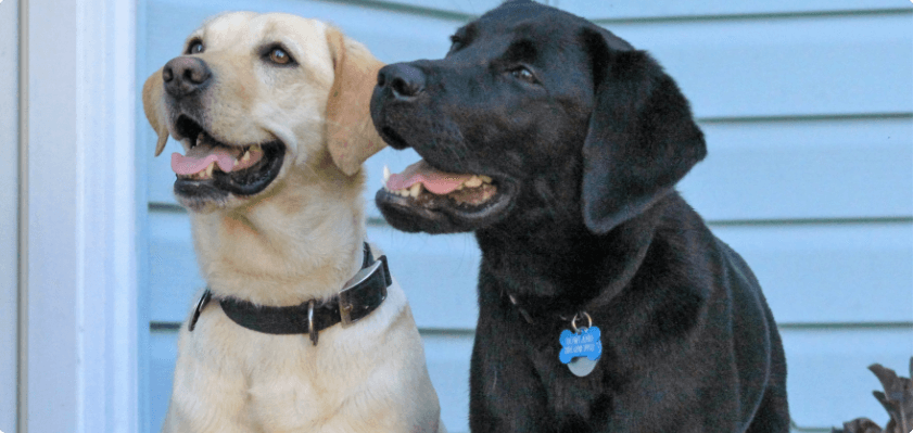 two labs seem to share a joke - one yellow and one black