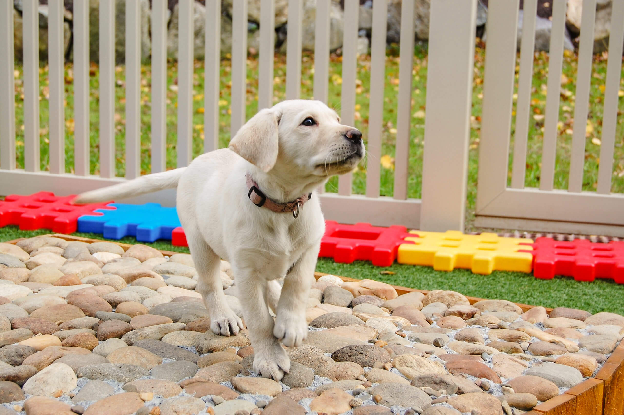 yellow puppy on stone textured platform in play area