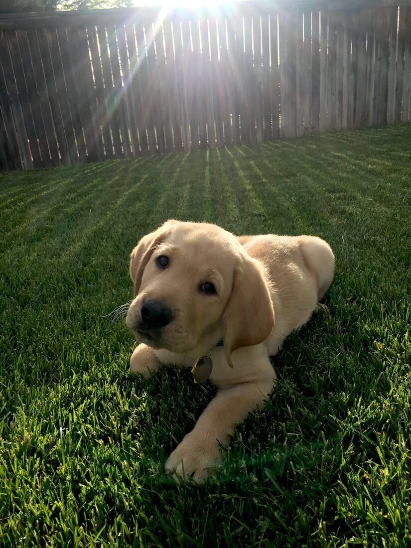 Little pup Varick poses on the grass showered by rays of sun through a fence