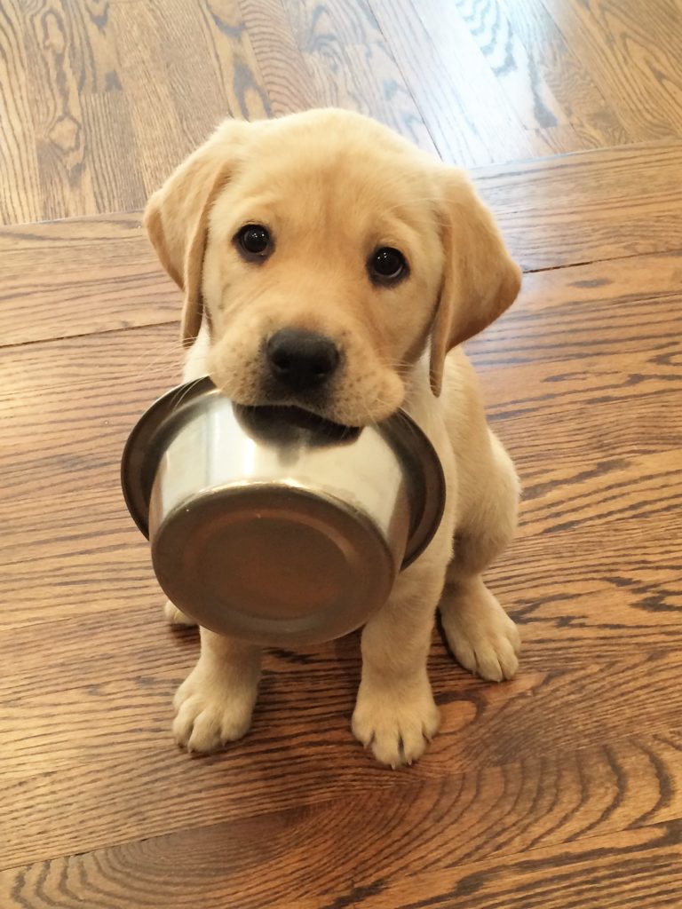 yellow puppy with food bowl