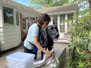 handler towels off black Lab guide on home patio