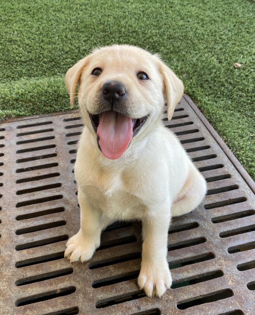 yellow L21 pup smiles while bravely sitting on a grate