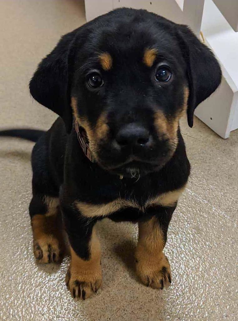 young black & tan Lab puppy