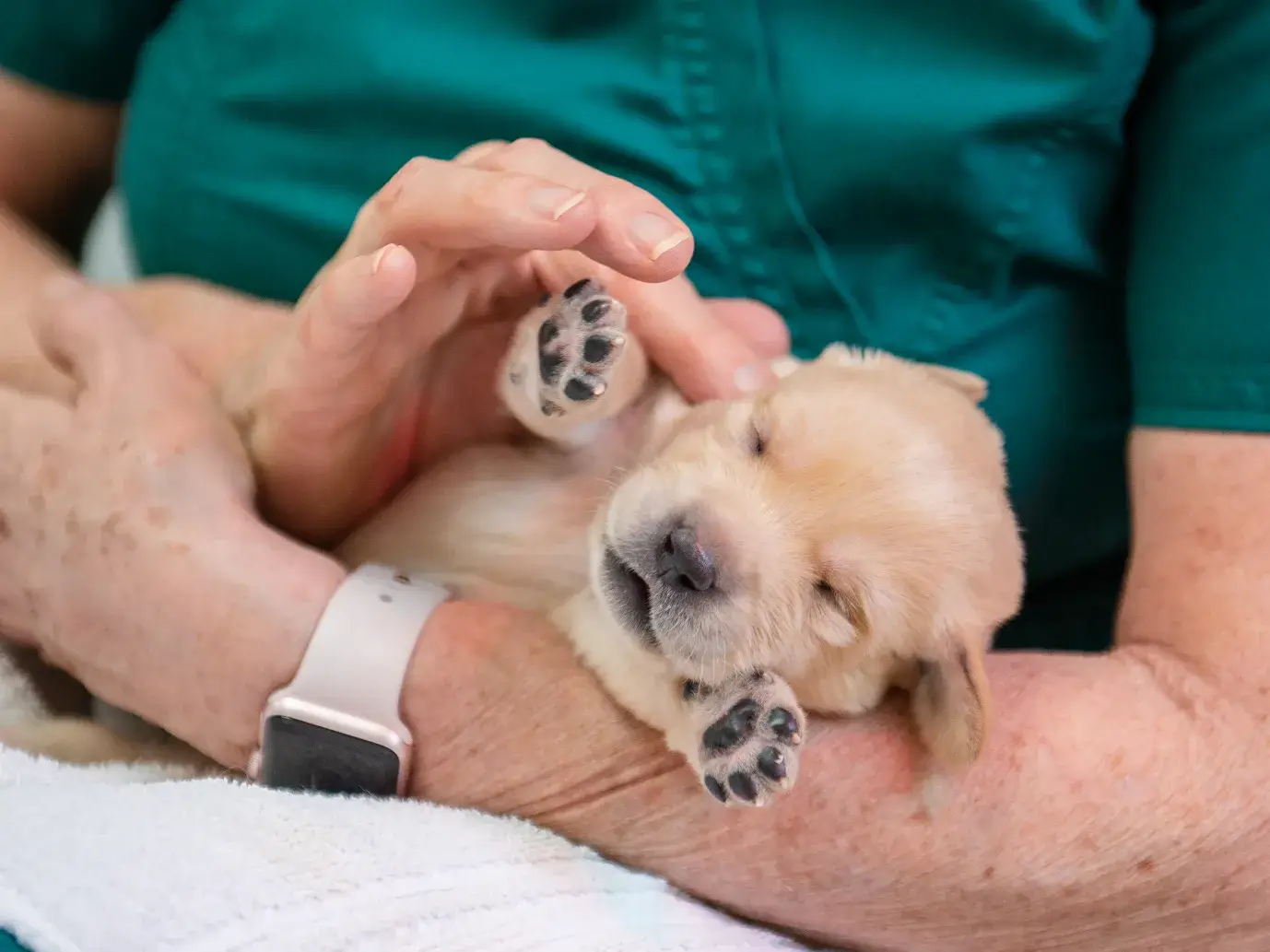 with paw up a yellow Lab puppy receives massage