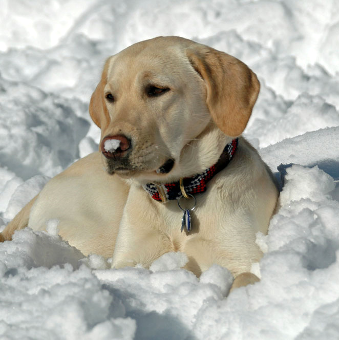 older yellow Lab in snow