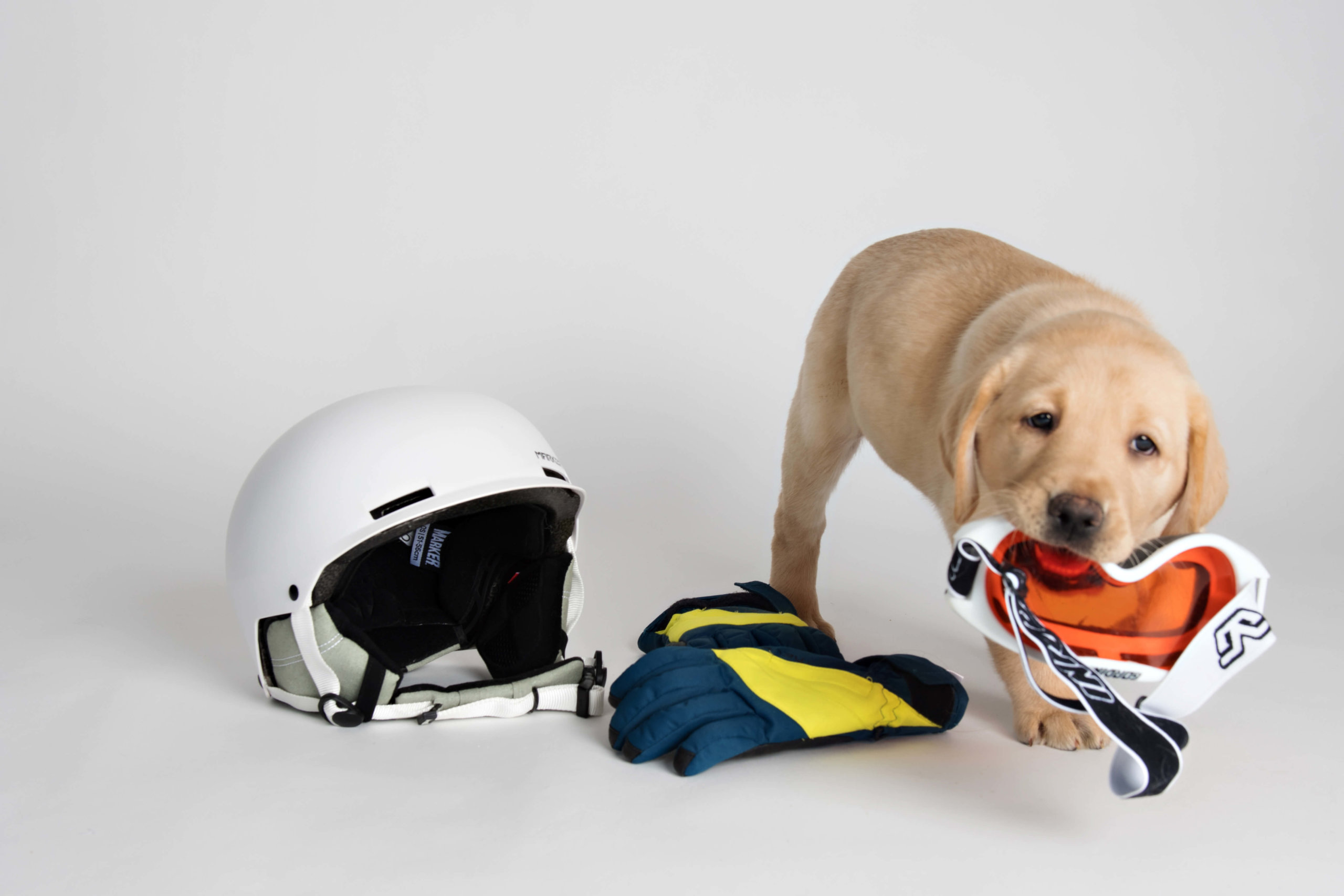 Puppy Kim prepares for equipment and hunts for snacks inside her helmet. 