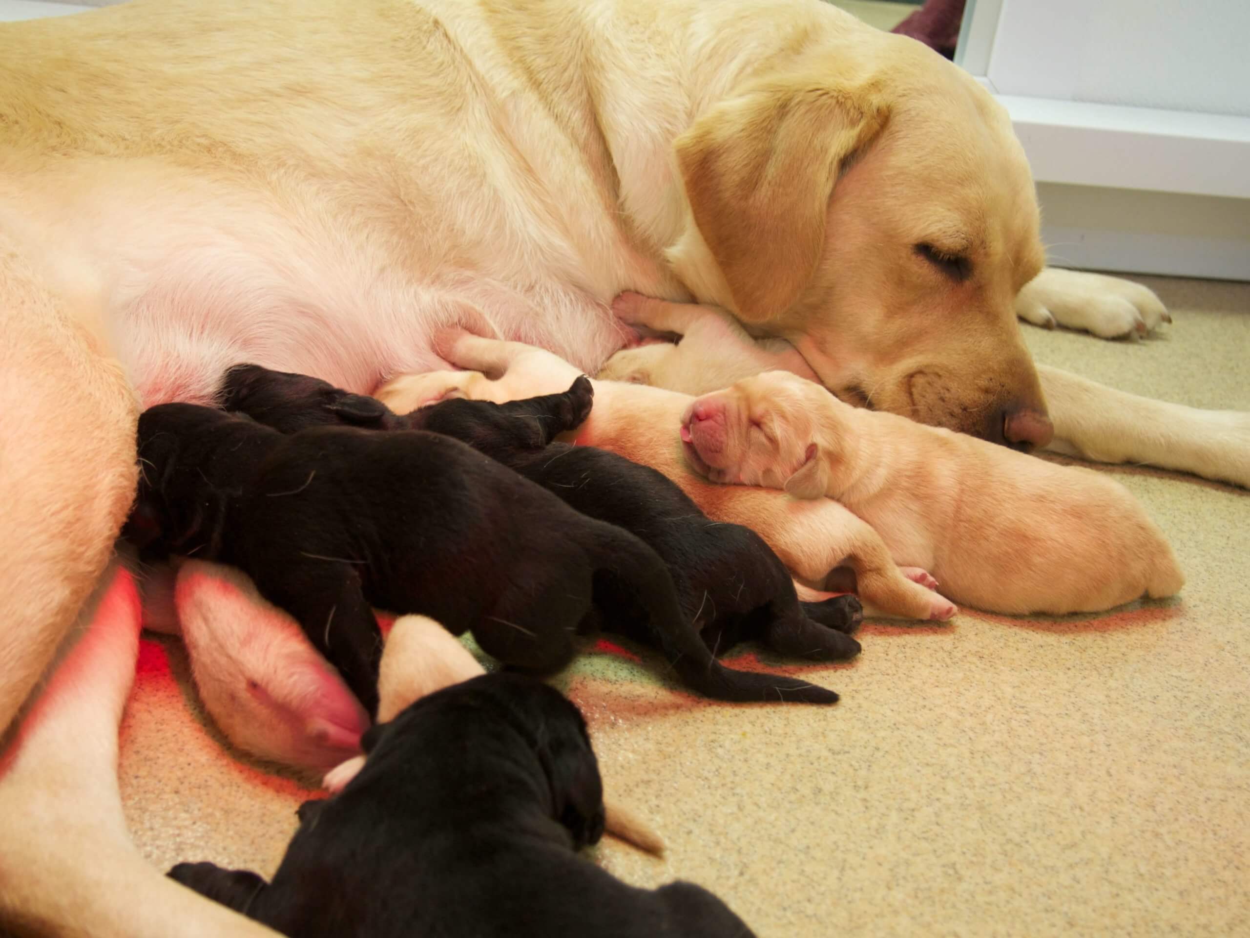 Guiding Eyes brood Dazzle with a litter of future guide dog puppies