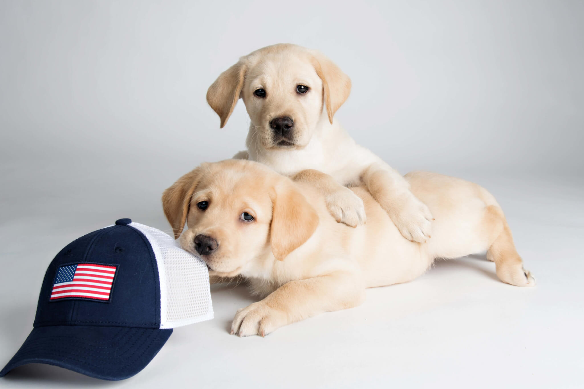 Puppies practice their finishing pose and channel their inner #ShibSibs.
