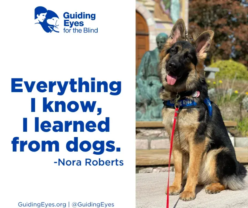 A quotation graphic featuring black and tan coated German shepherd, Monarch. Monarch, dressed in her blue training vest, proudly sits in front of a statue and looks toward the camera.