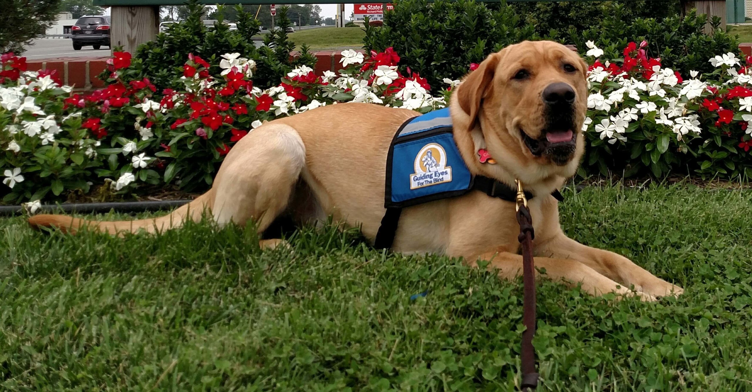 Casper, a yellow lab, wears his blue Guiding Eyes vest while laying in the grass with white and red flowers in the background.