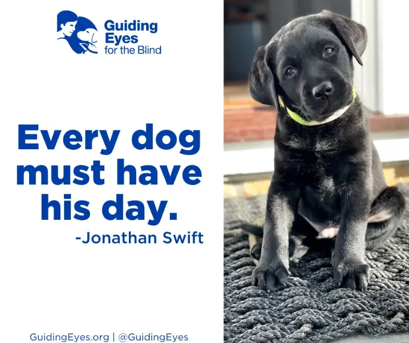 A quotation graphic featuring Arlo, a male black lab puppy, as he sits on the black woven door mat and curiously tilts his head at the camera. Arlo wears a light green collar with his name on his neck.