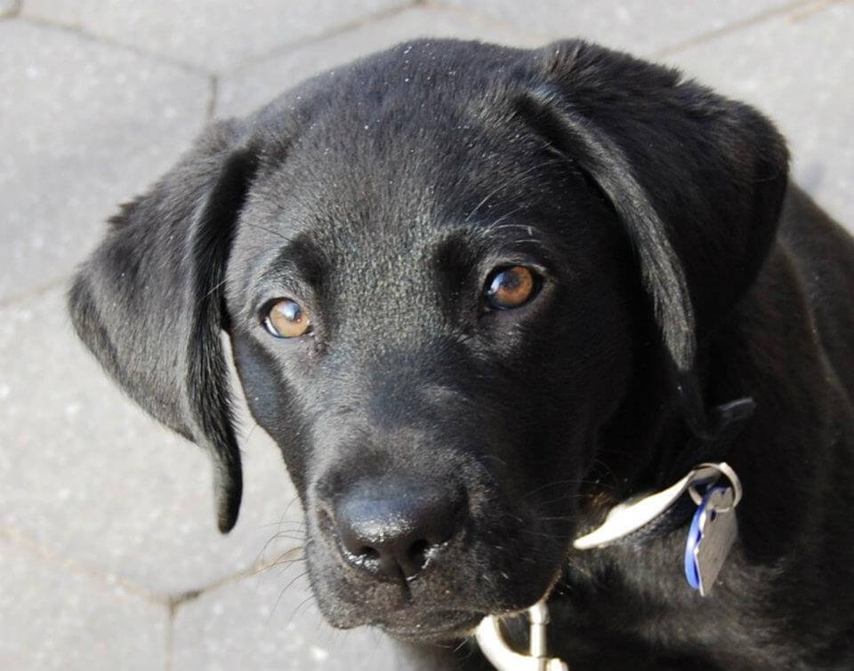 Guide dog puppy