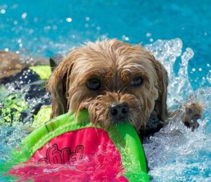 Dexter the Maltipoo swims in the pool