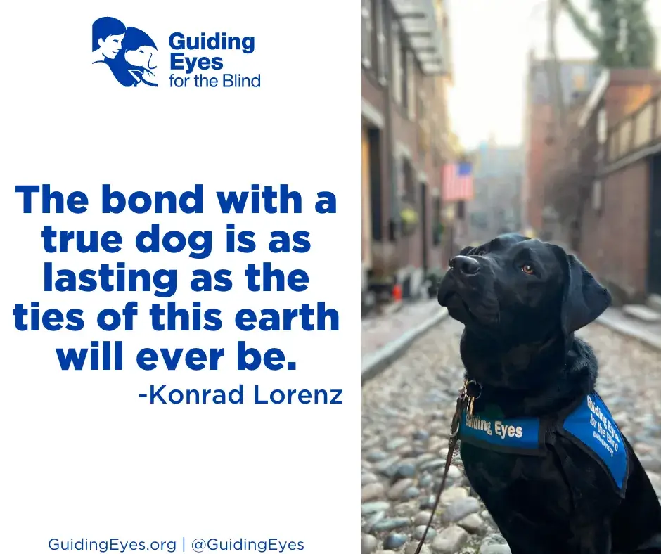 A quotation graphic featuring male black lab Alden. Alden sits in the cobblestone street and looks up with a focused expression. Alden is proudly wearing his blue Guiding Eyes training vest.