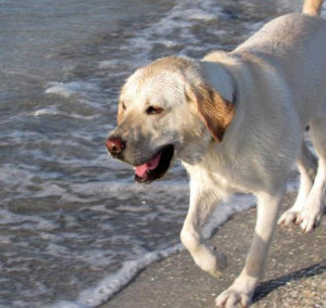 Guiding Eyes dog Alberta runs along the water's edge.