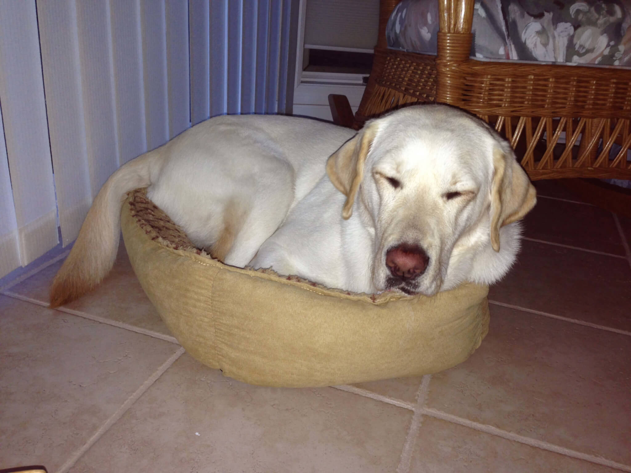 Guiding Eyes Alberta falls asleep in a tiny cat bed while visiting relatives over the holidays.