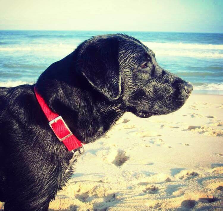 Black Lab Atlas is a puppy on program. Here he is gorgeously silhouetted against a beach background.