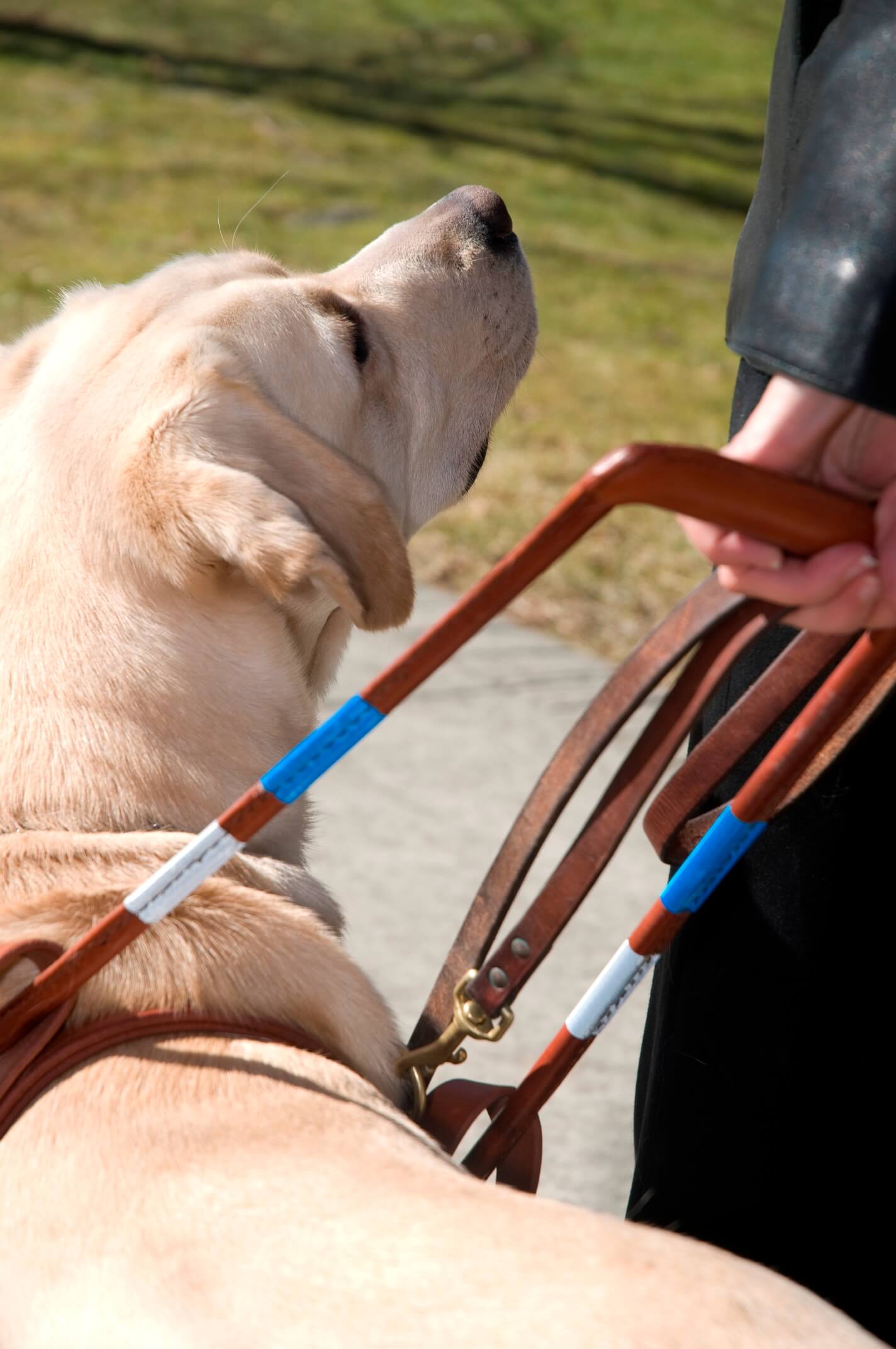 Yellow Labrador Guide Dog in harness looking at handler