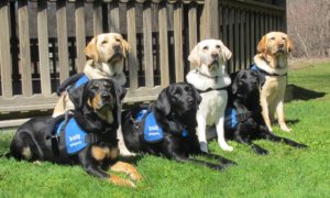 Spring 2014 Heeling Autism Graduating Dogs
