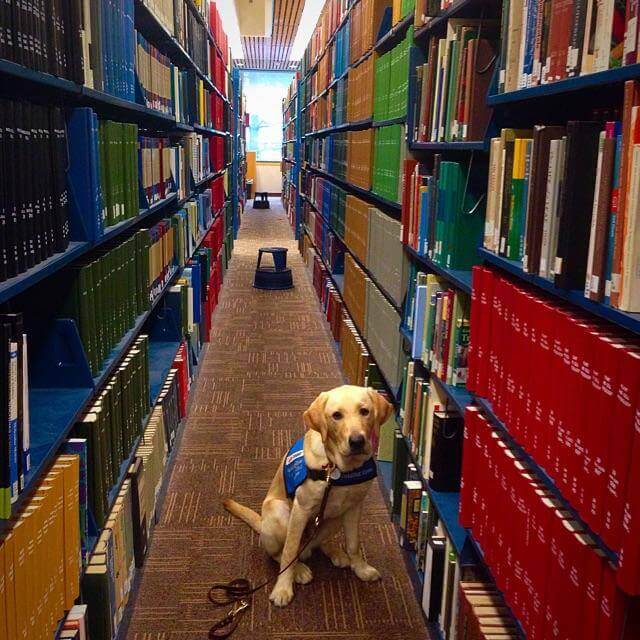 Wrangler visits the Boston College library