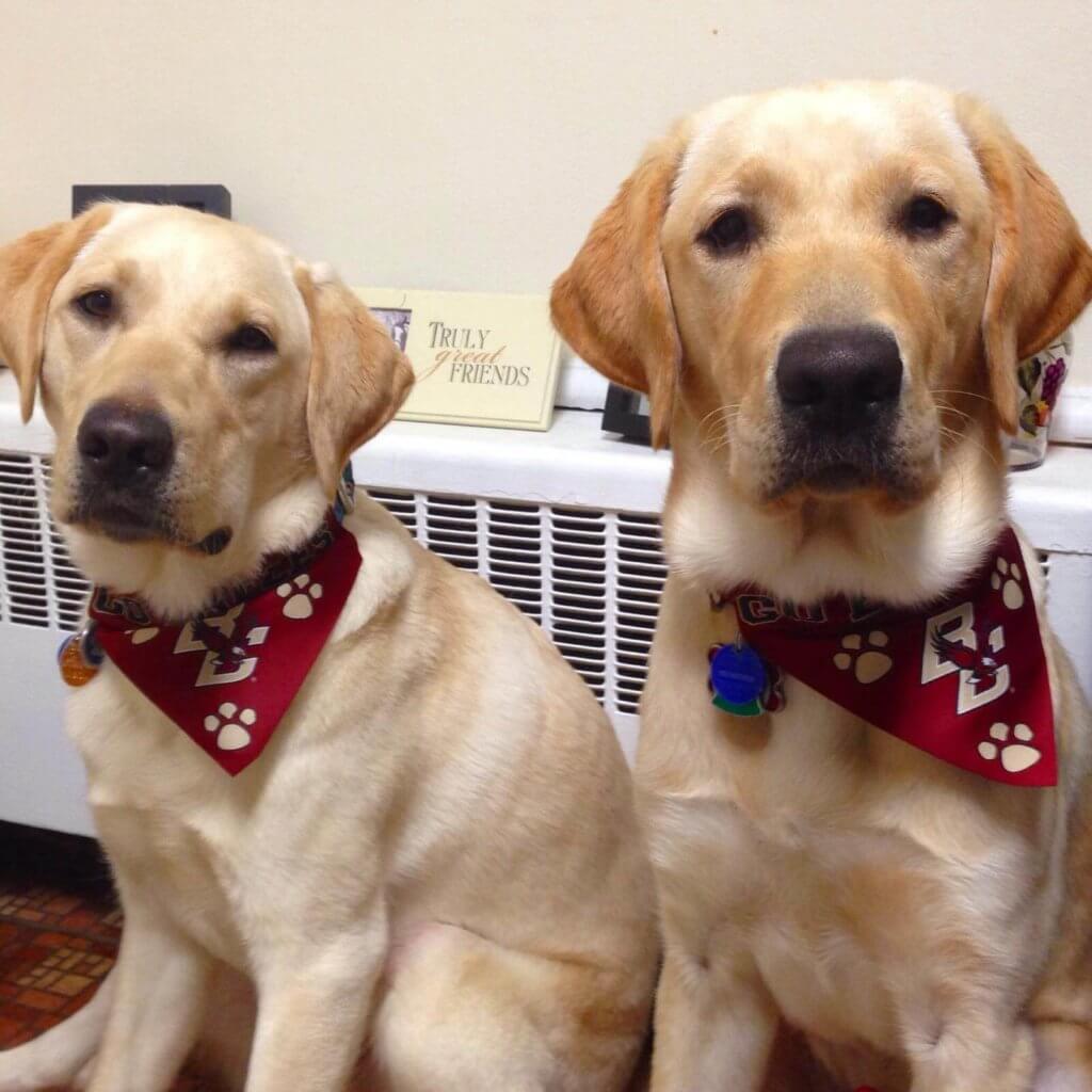 Wrangler and "big brother" Vincent wearing Boston College bandanas