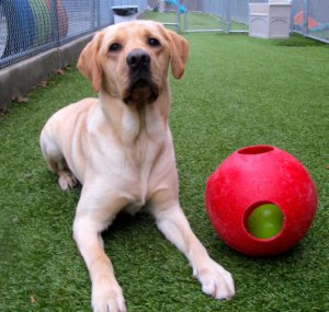 Yellow Lab Keating poses with his favorite jolly ball in a Guiding Eyes dog run.