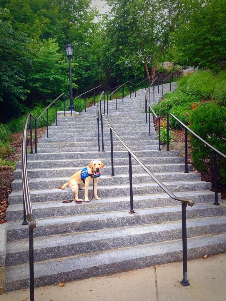 Wrangler takes on some intense stair practice at Boston College