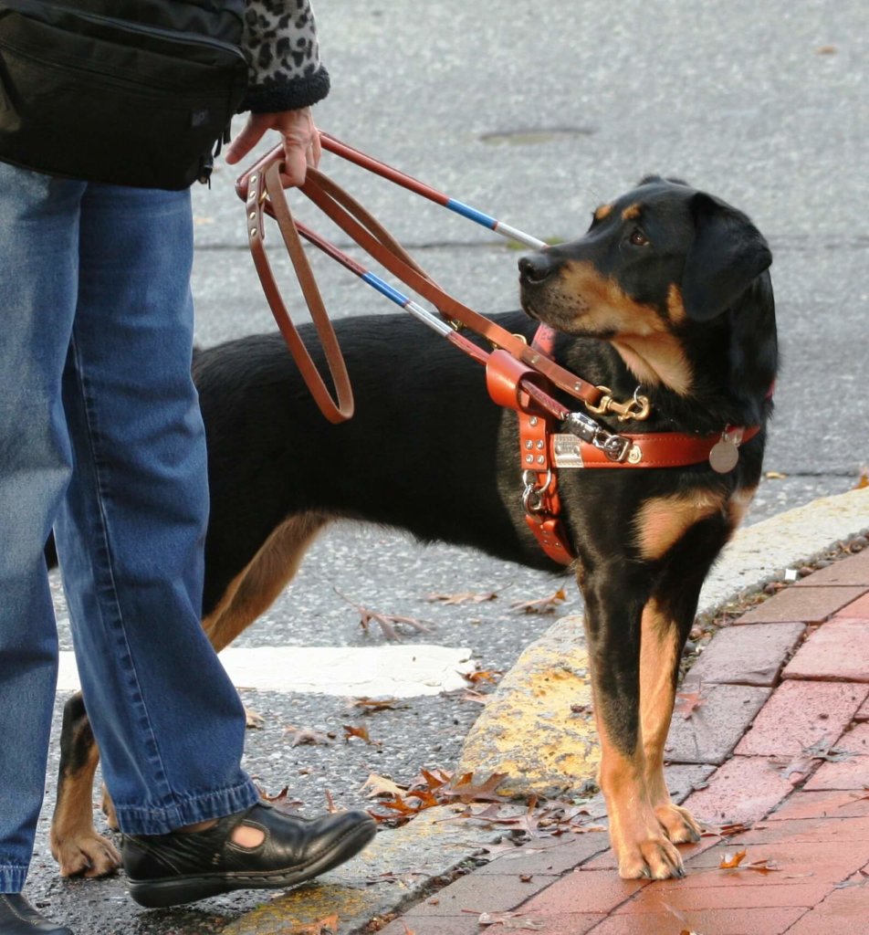 A Black and Tan Labrador guide dog finds the curb.