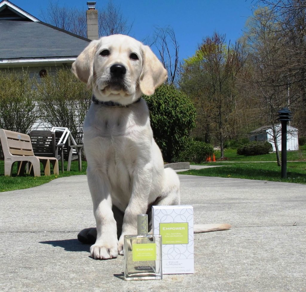 Guiding Eyes puppy Nash poses with a bottle of Empower perfume