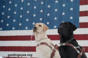 A collage of photos of Guiding Eyes released dog Max