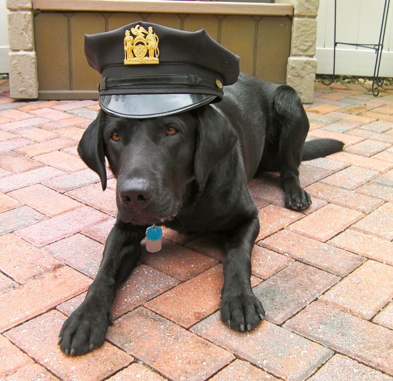 Guiding Eyes Labrador K9 Carlos wearing a police hat