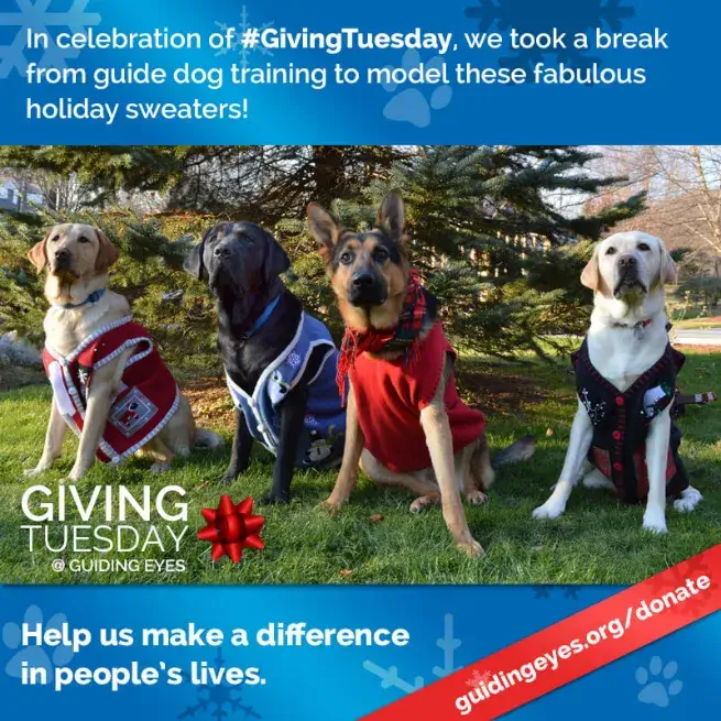 Four guide dogs in training pose in colorful holiday sweaters. Text reads: In celebration of #GivingTuesday, we took a break from guide dog training to model these fabulous holiday sweaters! Giving Tuesday at Guiding Eyes. Help us make a difference in people's lives/ guidingeyes.org/donate