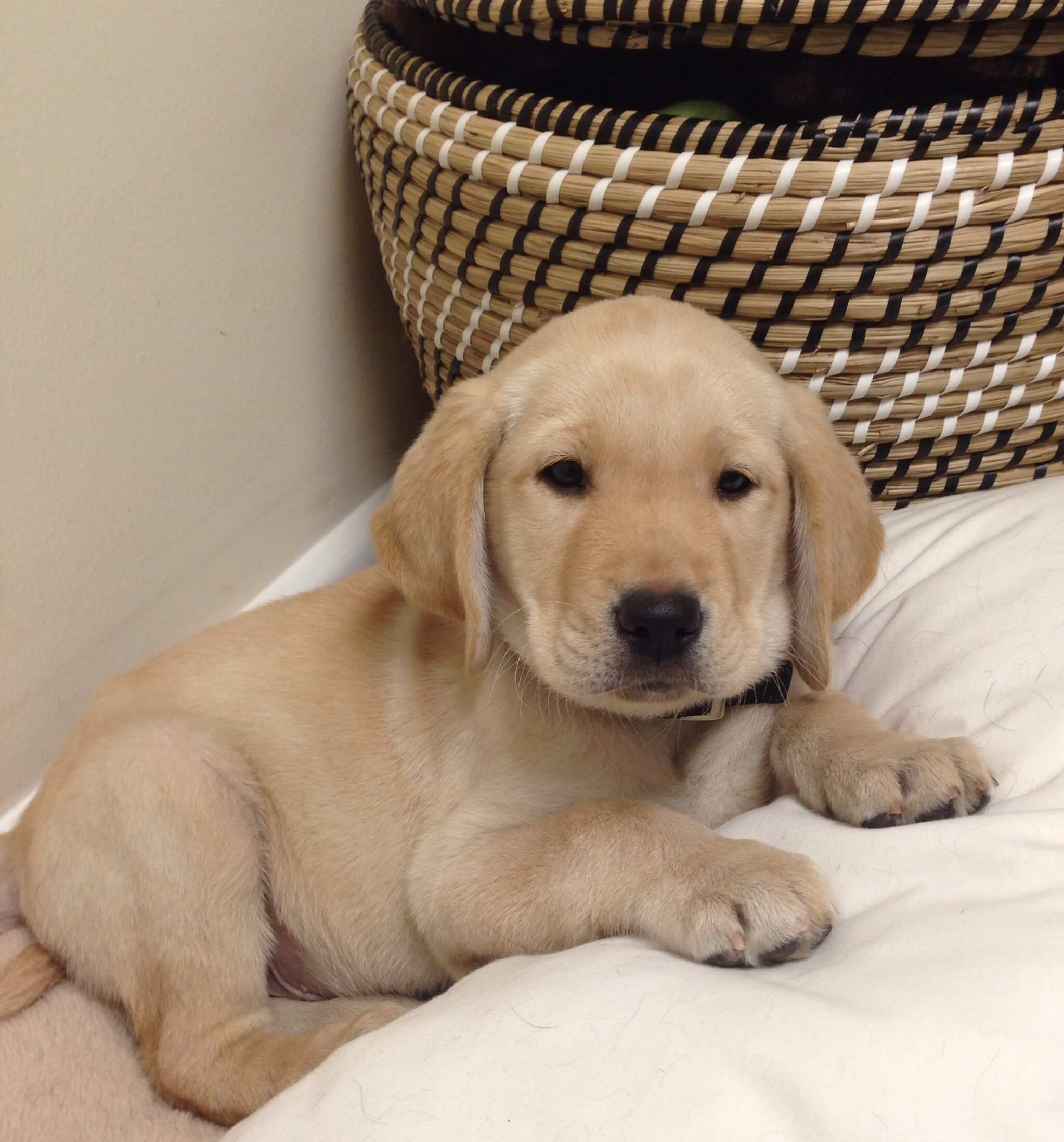 The Guiding Eyes "TODAY" yellow Lab pup at 8 weeks old