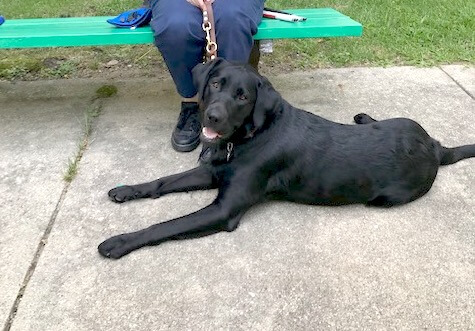 Ana lies at Loretta's feet at a park bench