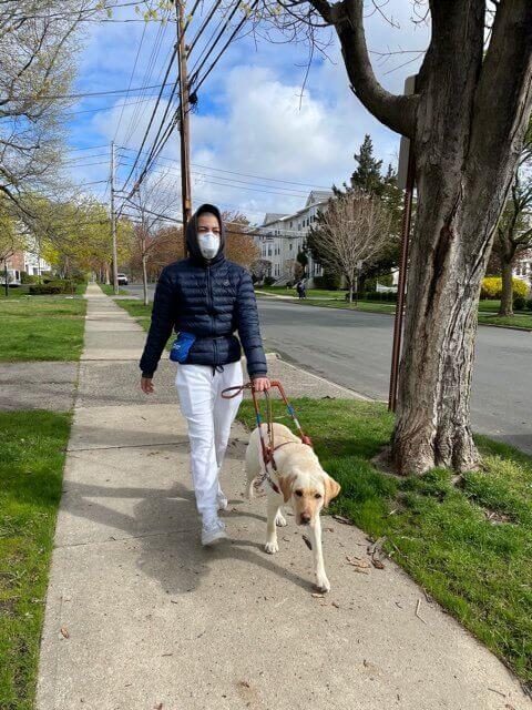 Vangie leads her handler Arturo down a residential sidewalk on a sunny day in spring