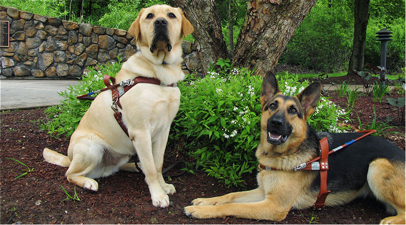 Photo of Yellow Lab and German Shepard