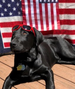 Adolescent black lab Finn, a released Guiding Eyes pup, lays on the wooden deck with red sunglasses propped up on his head. Two American flags are hung on the porch railing in the background.