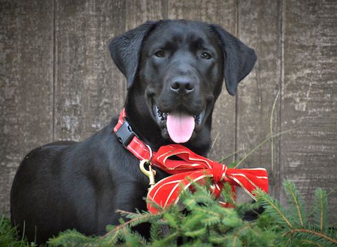 Black Lab - evergreens and red bow