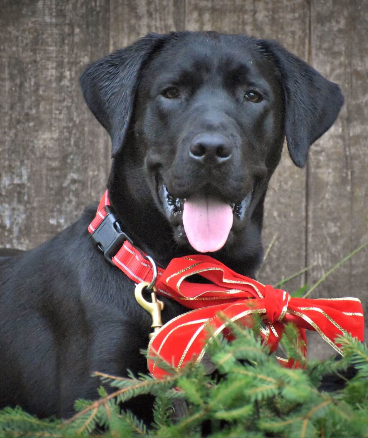 Black Lab - evergreens and red box