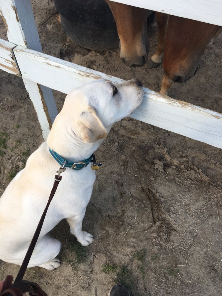Puppy Armstrong curiously greets horses behind an open fence