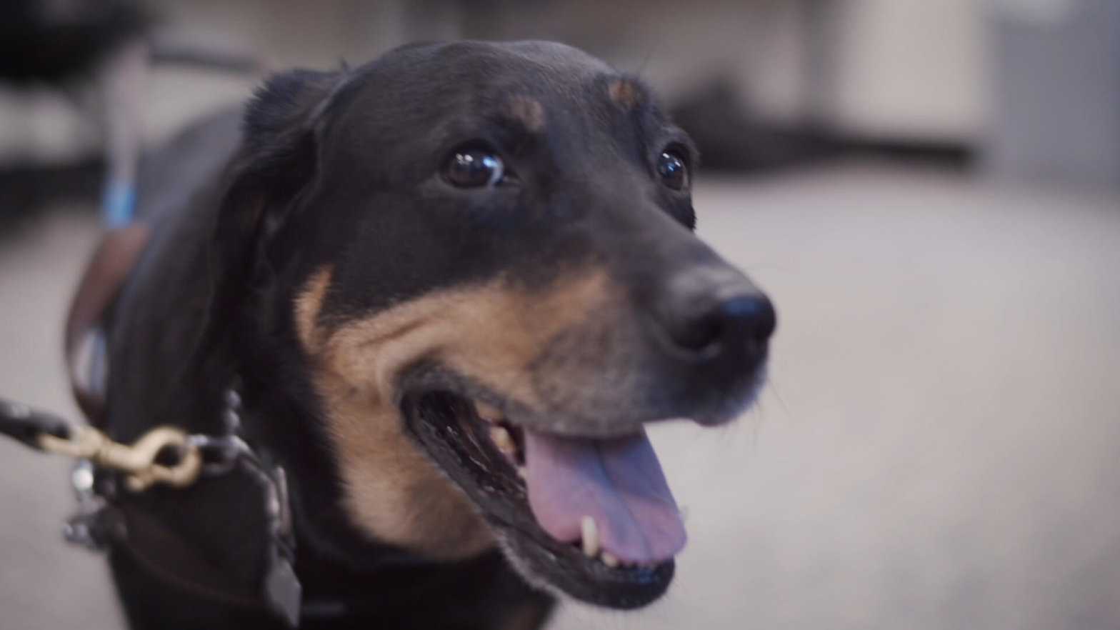 Intrigue, a black and tan Labrador retriever guide dog looks at the camera with a mischievous grin.