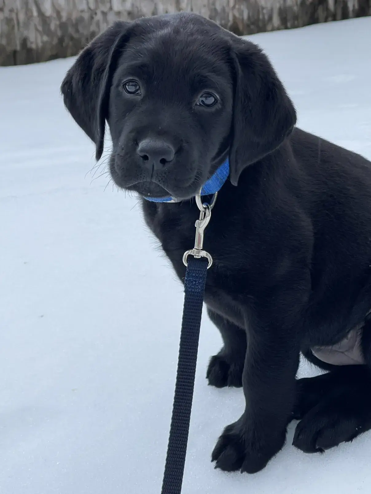 Sophie, a black lab puppy, sits in the snow and looks toward the camera with a thoughtful expression.