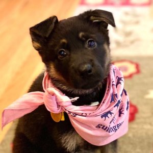 Black and tan german shepherd puppy Wendy poses in a sit with a light pink pup on program bandana around her neck.