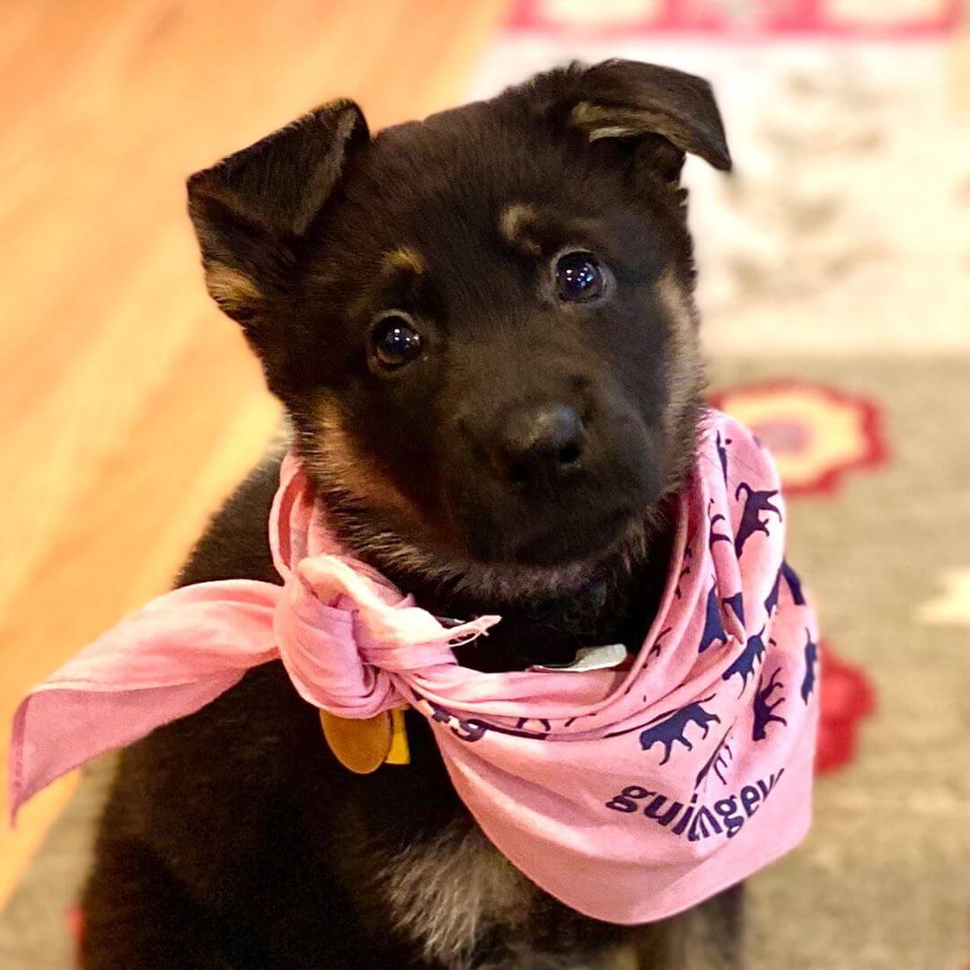 Black and tan german shepherd puppy Wendy poses in a sit with a light pink pup