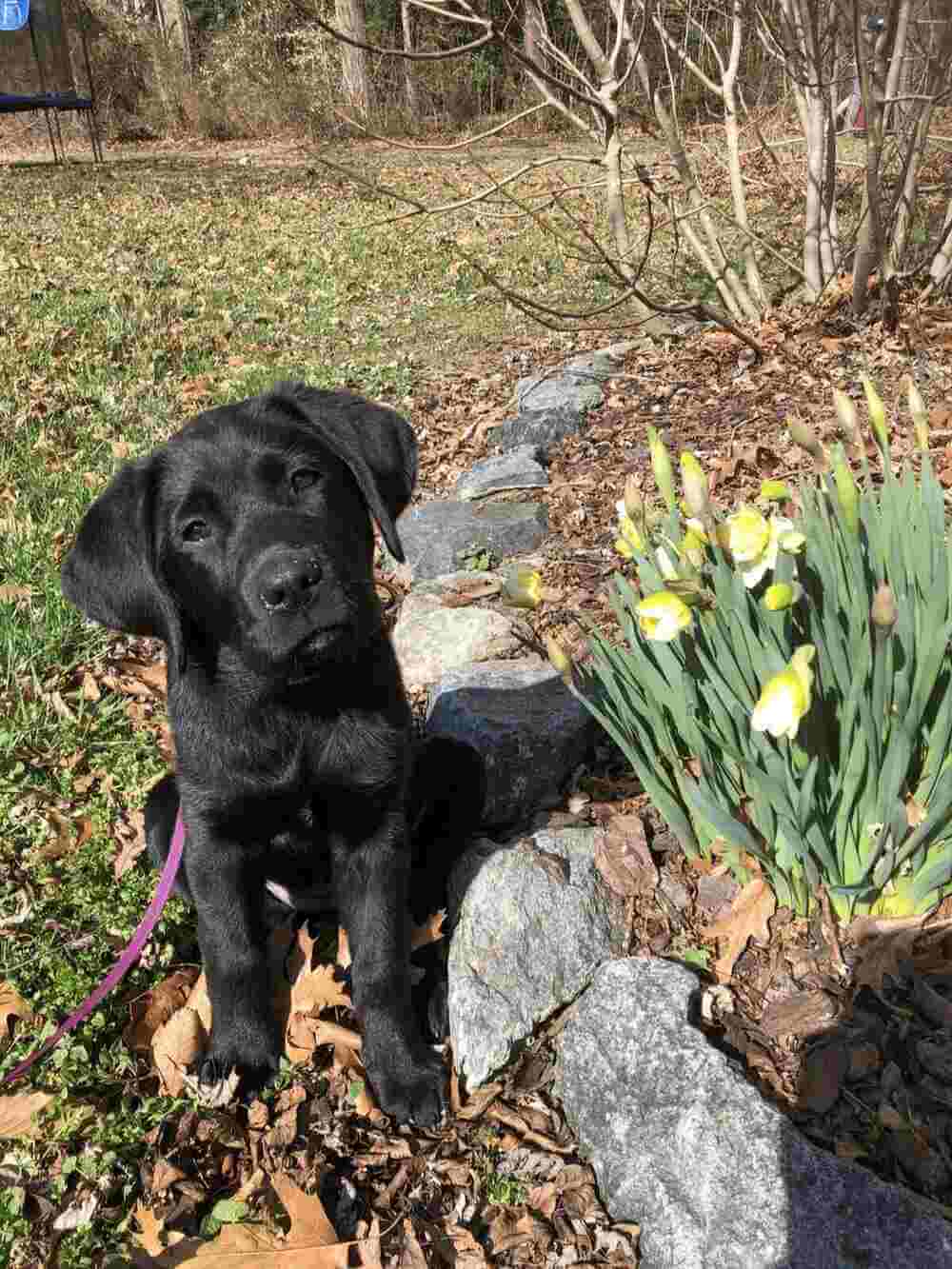 Black lab puppy Queenie sits attentively in the grass yard beside a bed of white tulips that are just beginning to open.