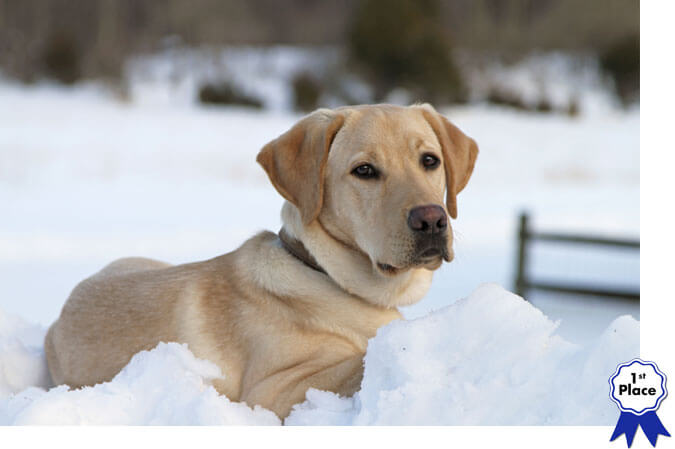 Yellow Lab in snow