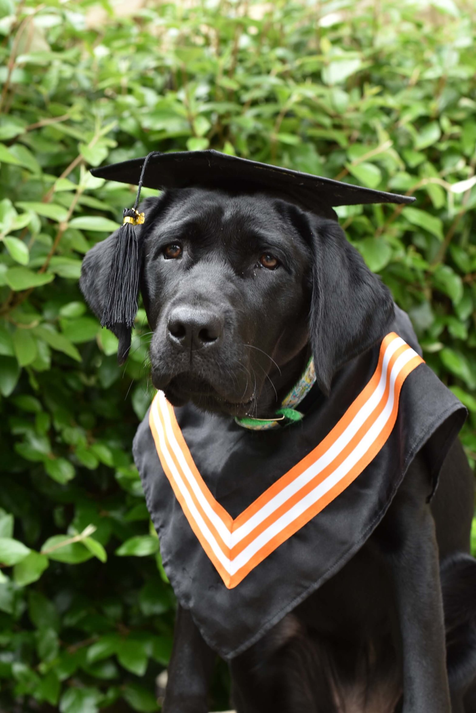 Black lab Anya wears a black graduation cap and gown while posing for a picture outside.