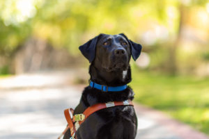 Odyssey, a female black lab, sits proudly on the nature path while in harness on a beautiful fall day.