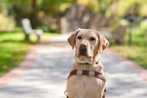 Yellow lab Ursa sits on the nature path and poses for the camera while in harness.